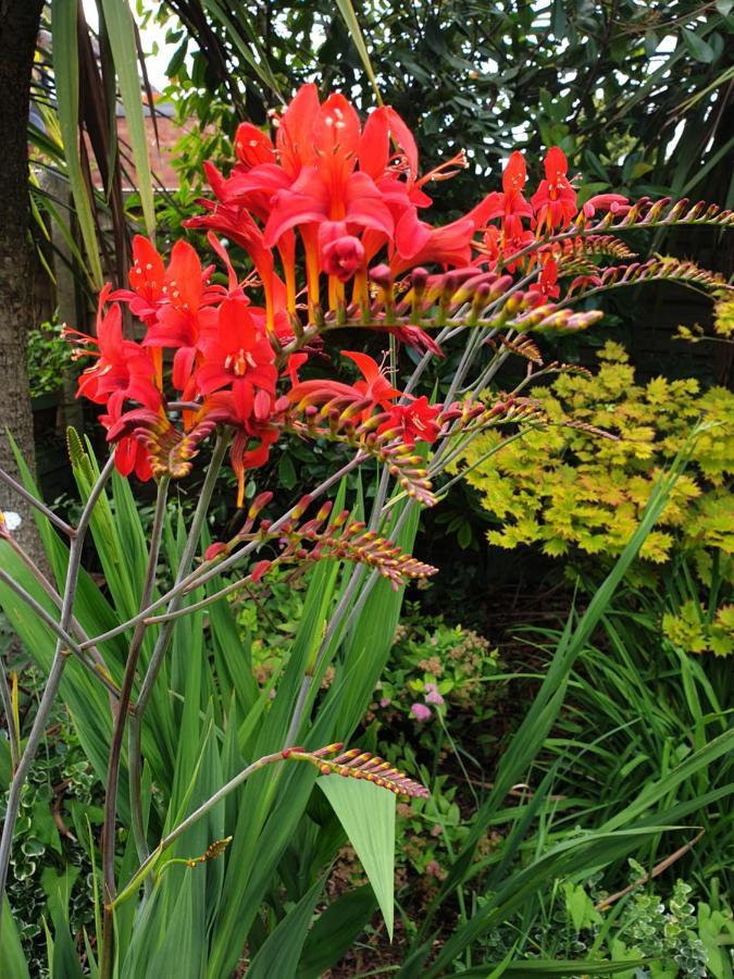 Tropical Garden Oasis Rooms Бирмингам Екстериор снимка