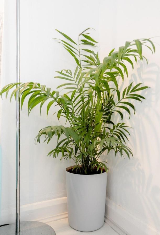 Tropical Garden Oasis Rooms Бирмингам Екстериор снимка